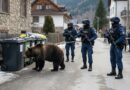 Sinaia, în fruntea intervenţiilor la urşi din Prahova. 115 acţiuni ale jandarmilor în primele cinci luni ale anului