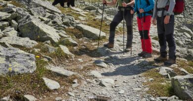Urșii și viperele coboară tot mai des în poteci. Recomandări esențiale Salvamont, pentru turiști care practică activități montane în perioada verii