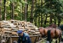 Încercare eșuată de fugă prin albia unui pârâu: Patru bărbați, reținuți în Prahova după ce au tăiat ilegal lemne Încercare eșuată de fugă prin albia unui pârâu: Patru bărbați, reținuți în Prahova după ce au tăiat ilegal lemne